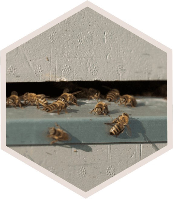 Méhészeknek